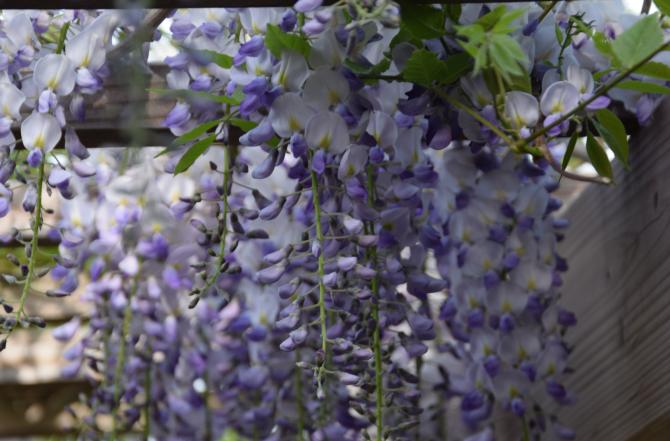 Voorbeeld tuinen met klimplanten